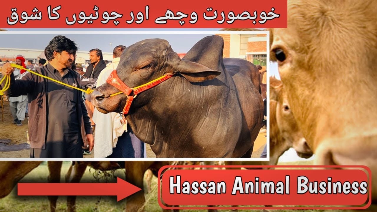 شاہ پور منڈی میں خوبصورت وچے اور چوٹیوں کا شوق کرے 