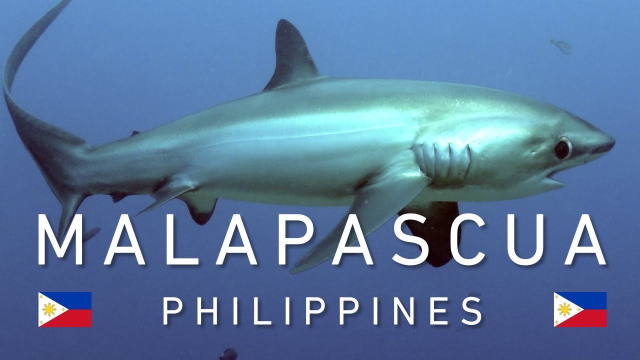 Scuba Diving with Malapascua's Thresher Sharks at Evolution Diving Resort 🇵🇭 🦈