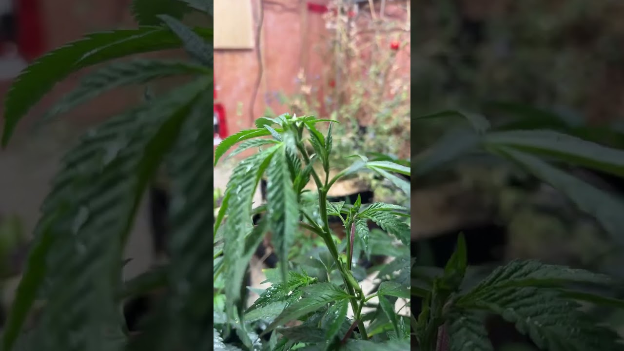 Let&rsquo;s Top Out Plants! F.I.M. (F**k I missed) is a great way to get lots of tops going on!