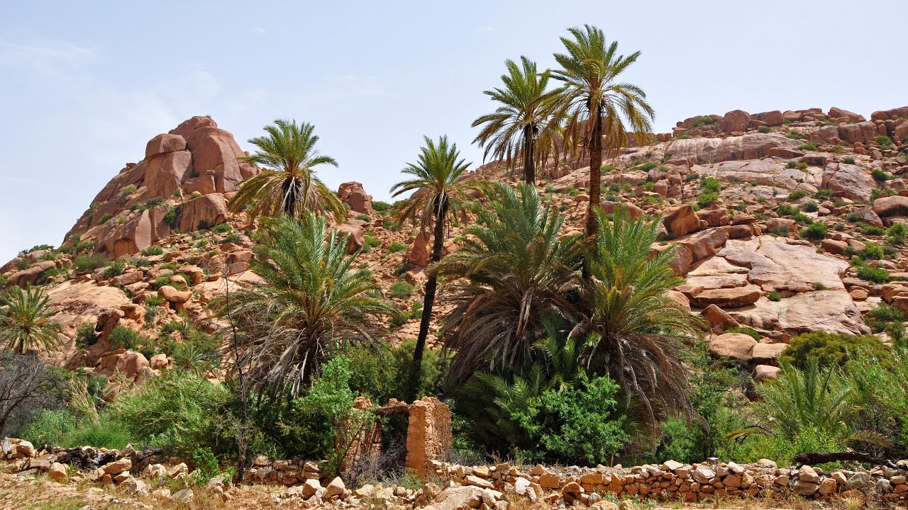 Morocco - Anti-Atlas - Tafraout oasis