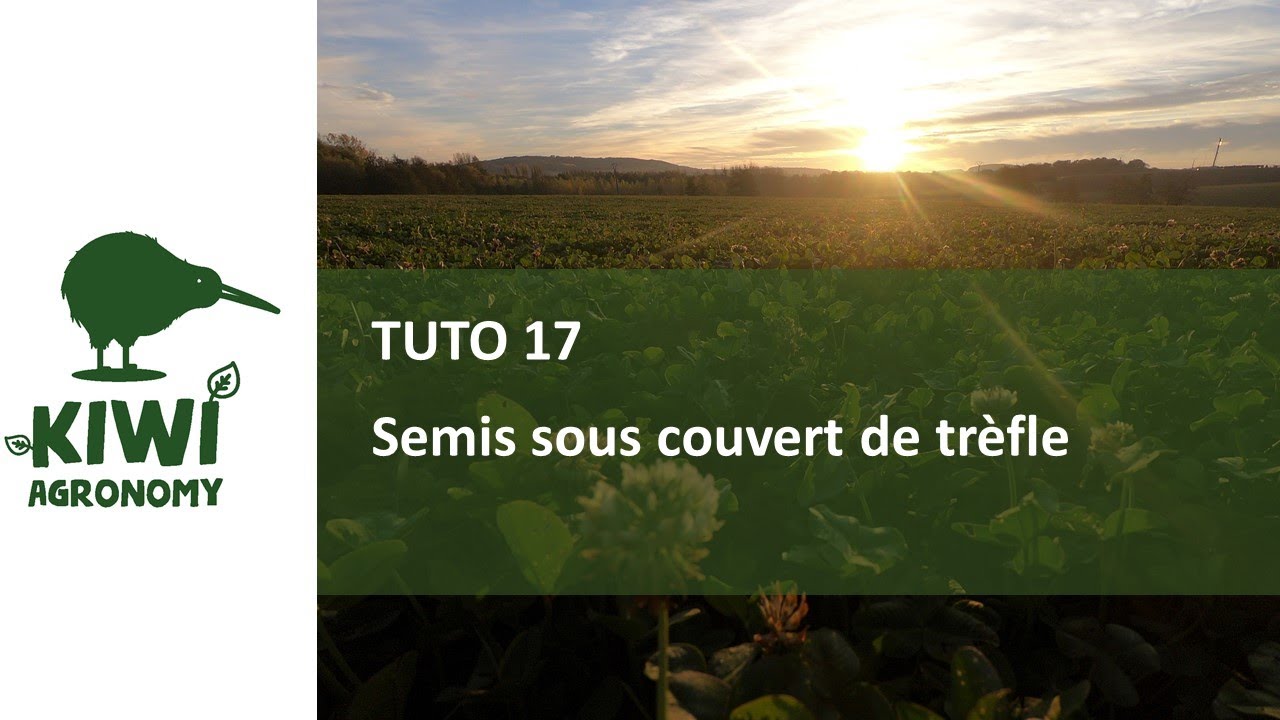 Julien SENEZ : semis sous couvert de trèfle