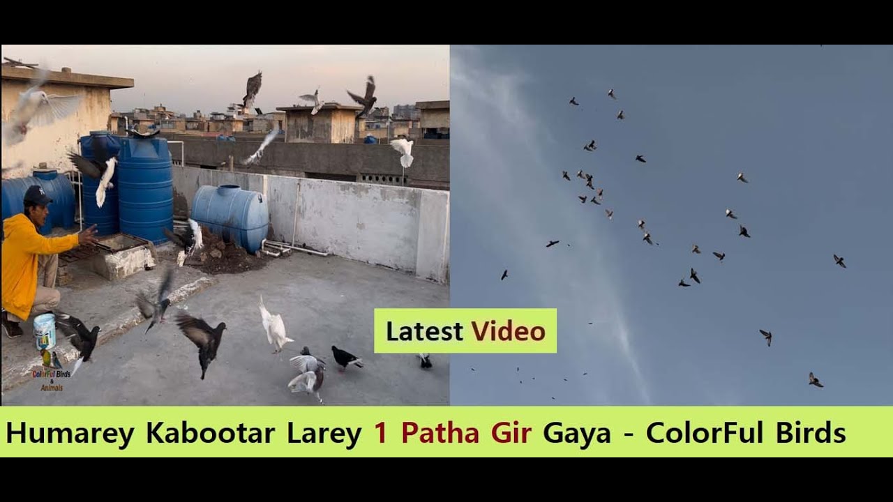 Humarey Kabootar Larey 1 Patha Gir Gaya - ColorFul Birds Pigeons Loft