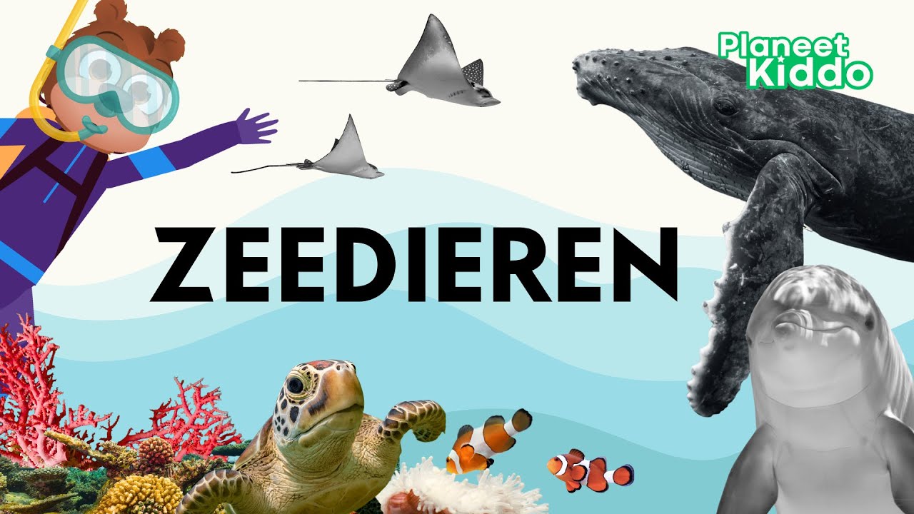 🐬 Zeedieren Leren In Het Nederlands • Voor Peuters En Kleuters • Learn Sea or Ocean Animals in Dutch