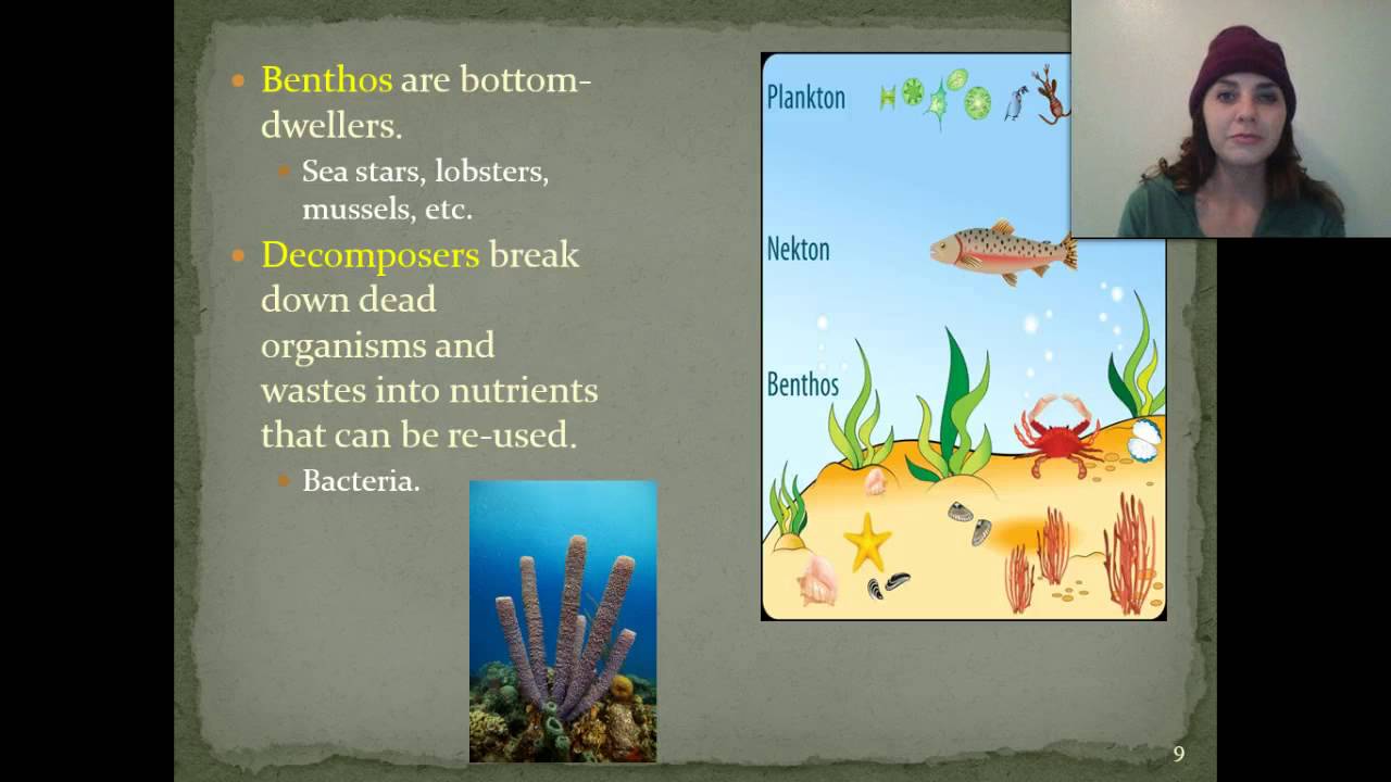 Introduction to Aquatic Ecosystems