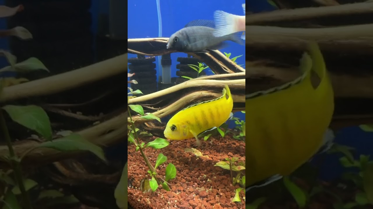 Ciklet balığı leopar vatoz t&uuml;rleri #akvaryum #ciklet #fish #akvaryumbalığı