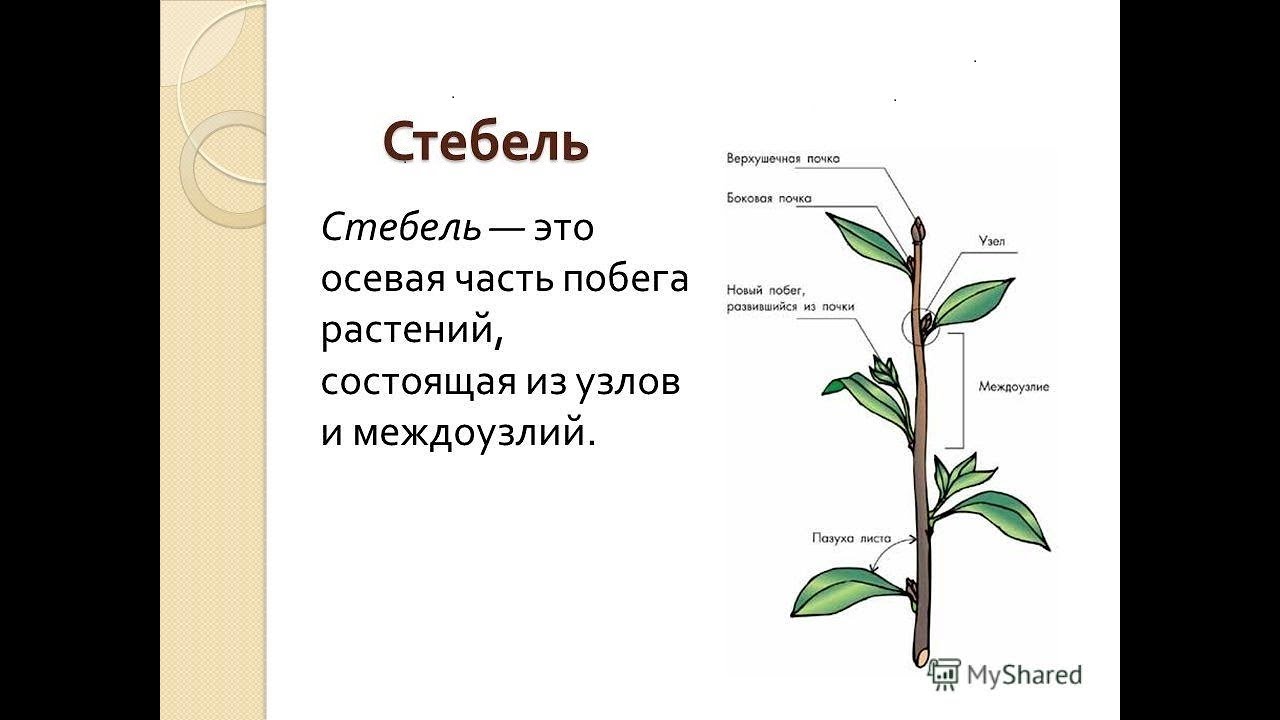 Стебель