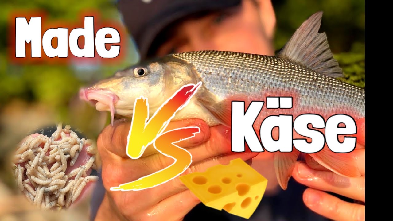 Das Köder-Duell ! Was fängt mehr Barben ??