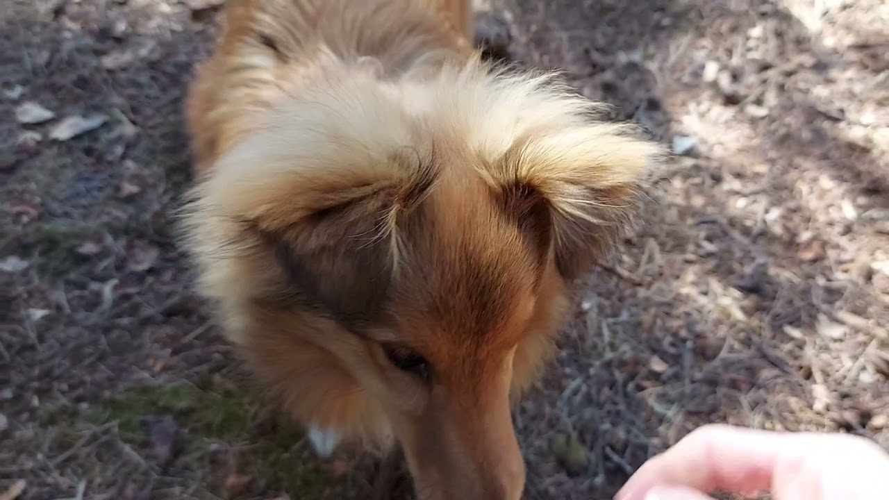 Sheltie Evoli - Monat 4-6 (Alltag, Training, Beschäftigung)