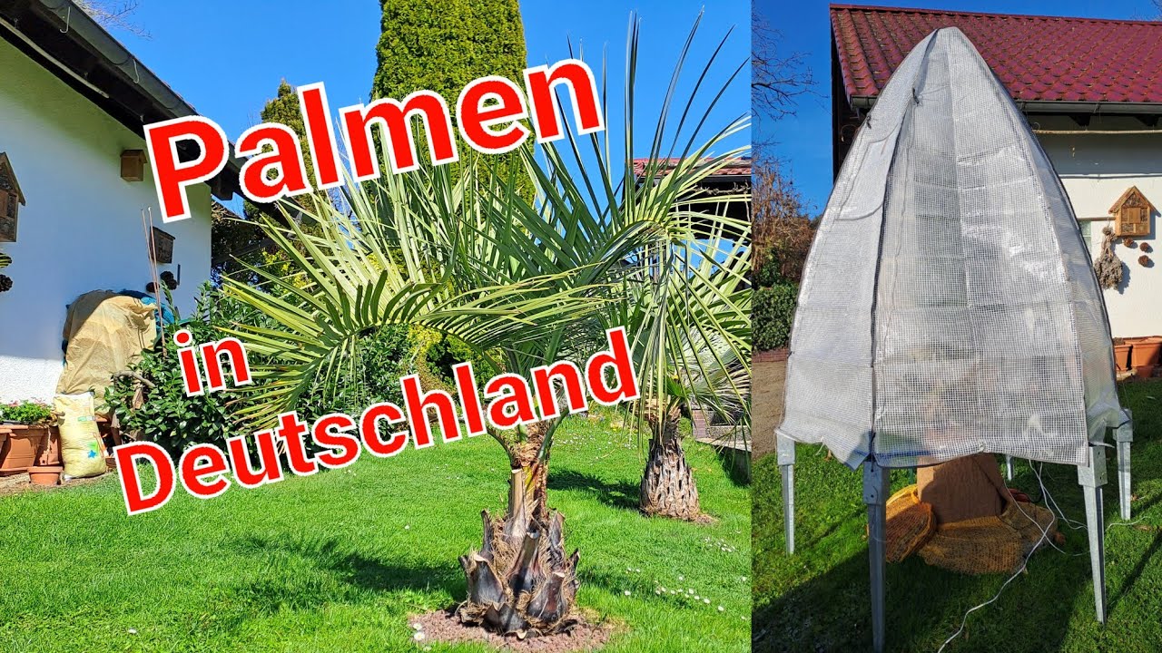 Palmen Winterschutz, Frostschäden? Butia capitata auspacken, Brahea armata, Jubaea, Trachycarpus