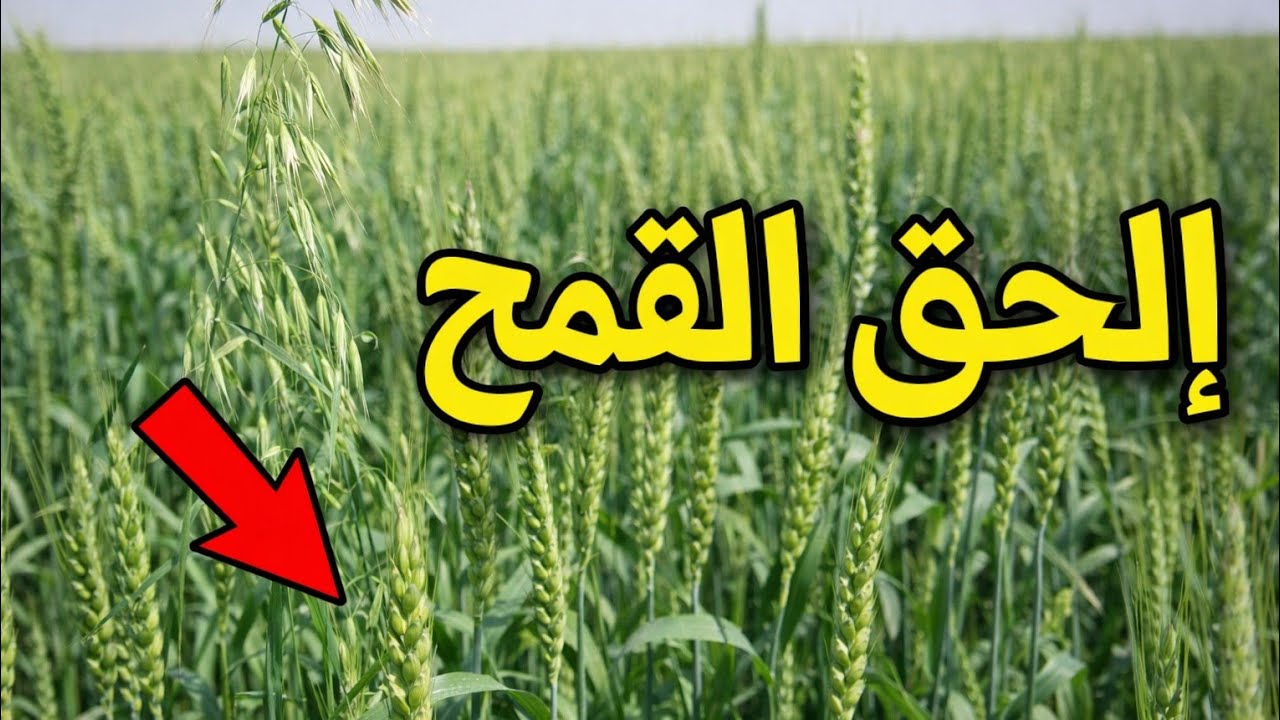 #مكافحة حشائش القمح @خطوة بخطوة وبأقل تكلفة