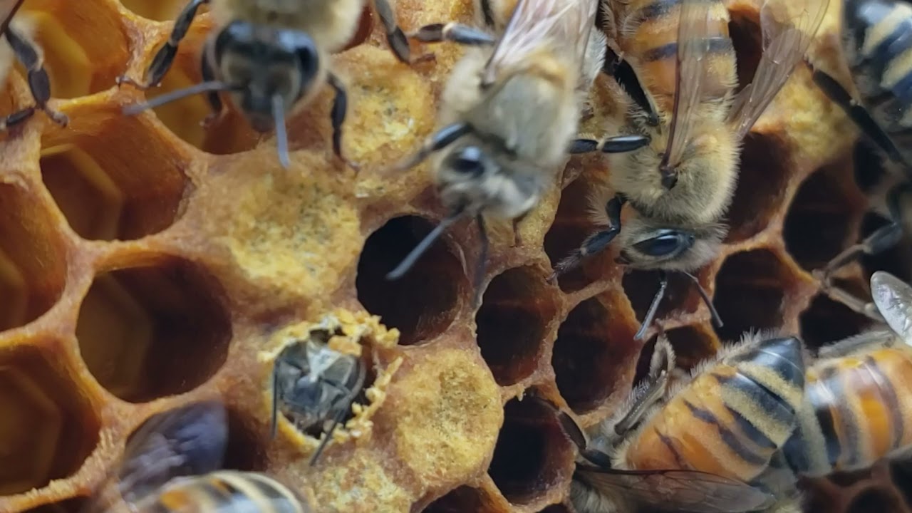 Penttila Farm Honey Bee Hatching