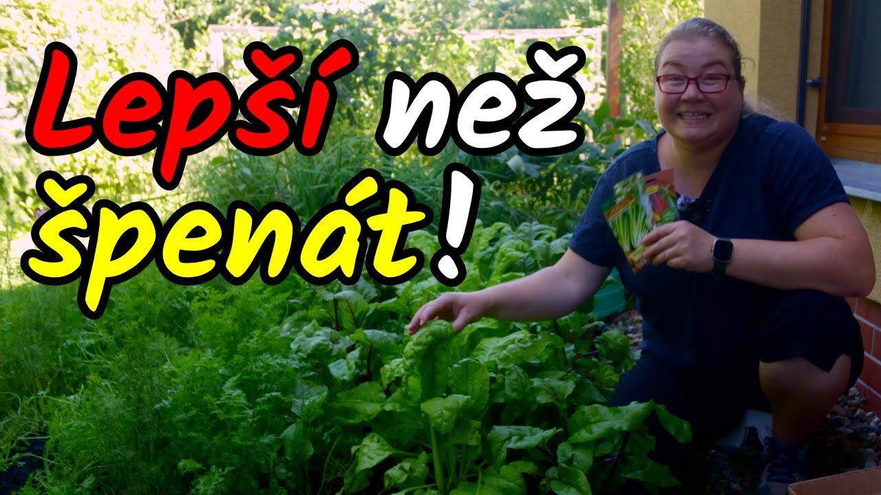 👩&zwj;🌾Kvete v&aacute;m &scaron;pen&aacute;t? Vyzkou&scaron;ejte MANGOLD! V&yacute;sev mangoldu do z&aacute;honu