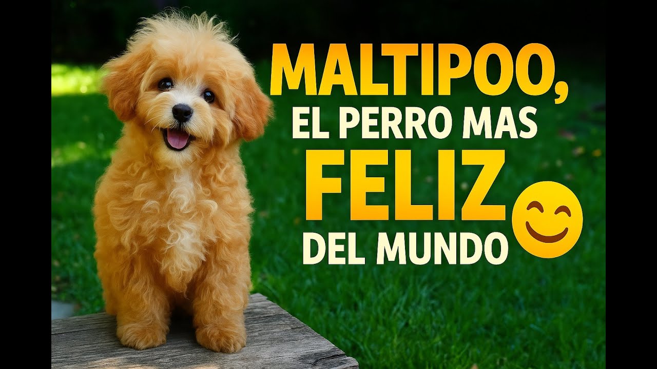 Maltipoo, un perro FELIZ!