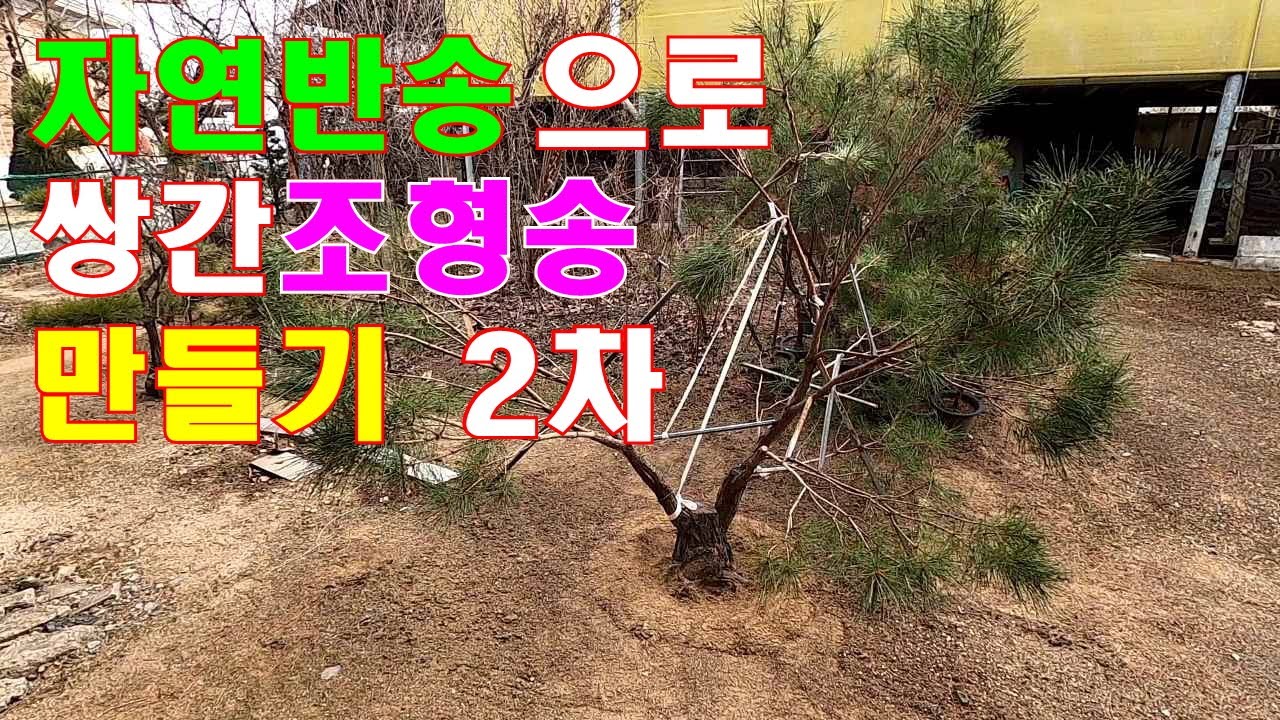 15년생 반송~ 쌍간 조형송 만들기 2차 - 수형의 기초를 만드는 중요한 영상입니다. #소나무수형 #소나무개작 #반송개작 #쌍간조형송 만들기 #명품조형송 #정원관리 #소나무관리 
