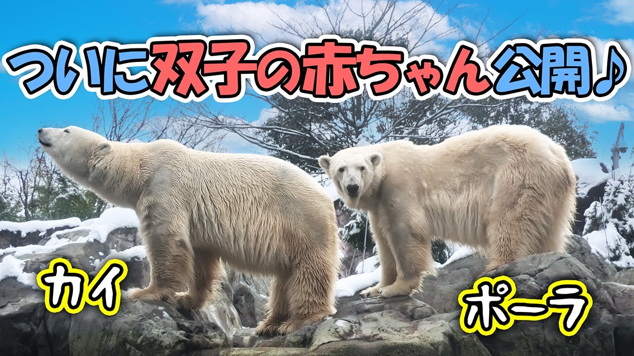 カイ ポーラ 八木山動物公園｜Polar bear ホッキョクグマ シロクマ 赤ちゃん｜しろくまTV