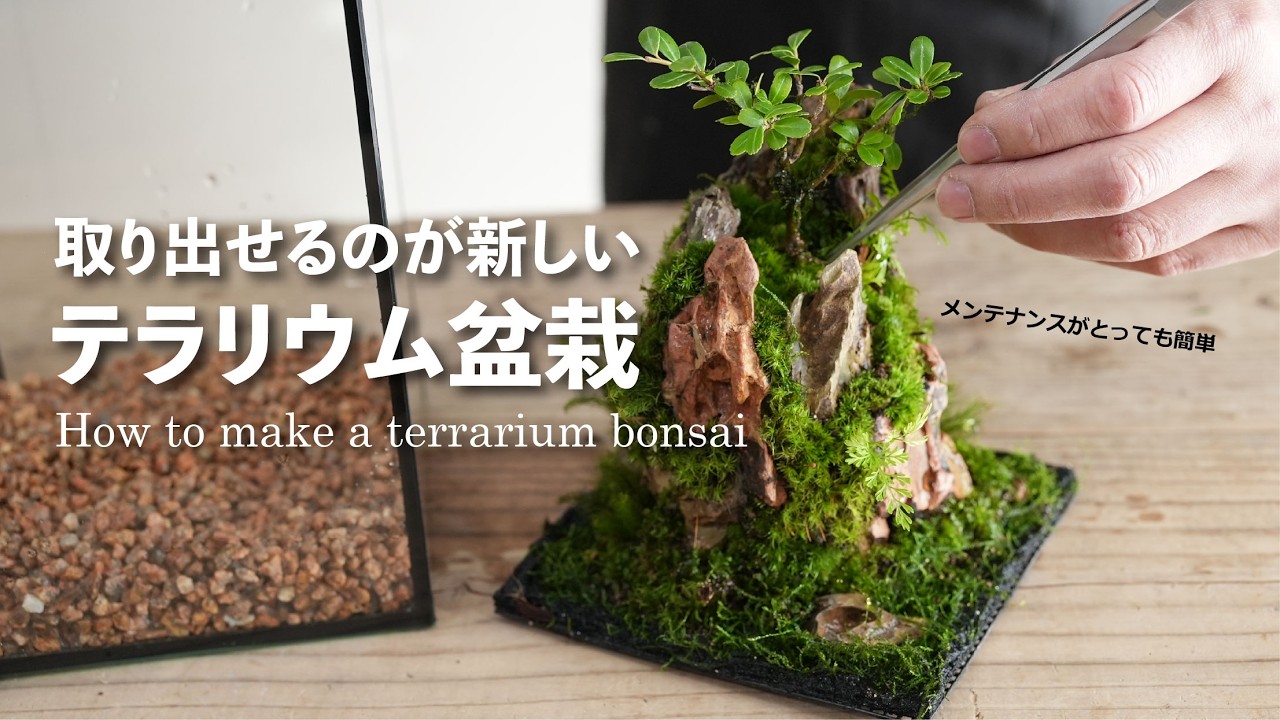 【取り出せるのが新しい】テラリウム盆栽の作り方 No.216