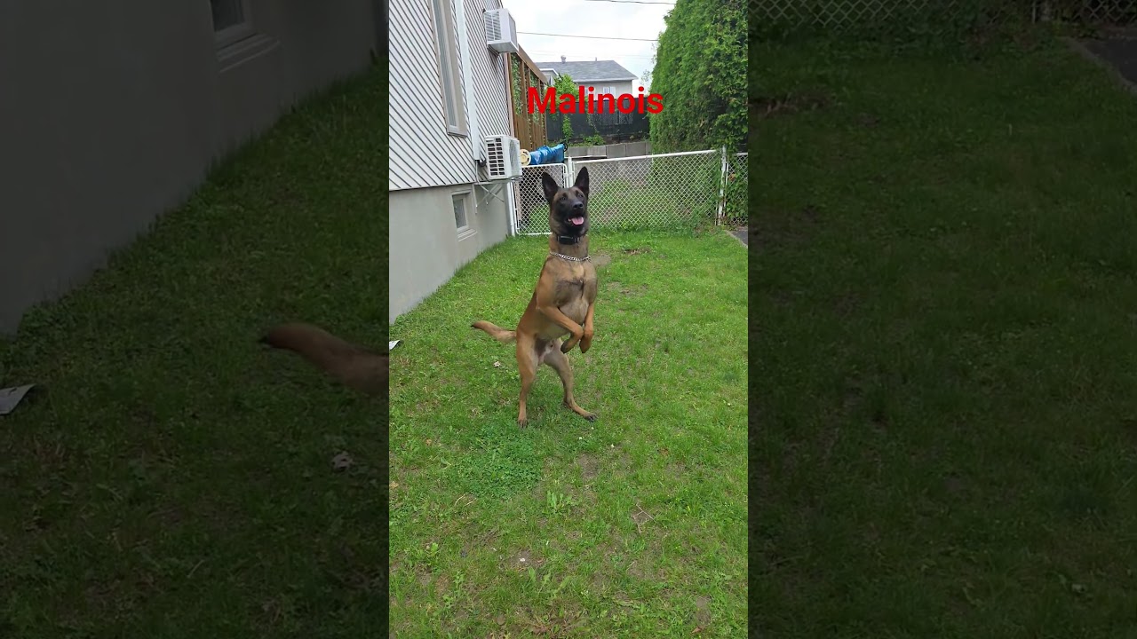 L'ob&eacute;issance #malinoismonday #dog