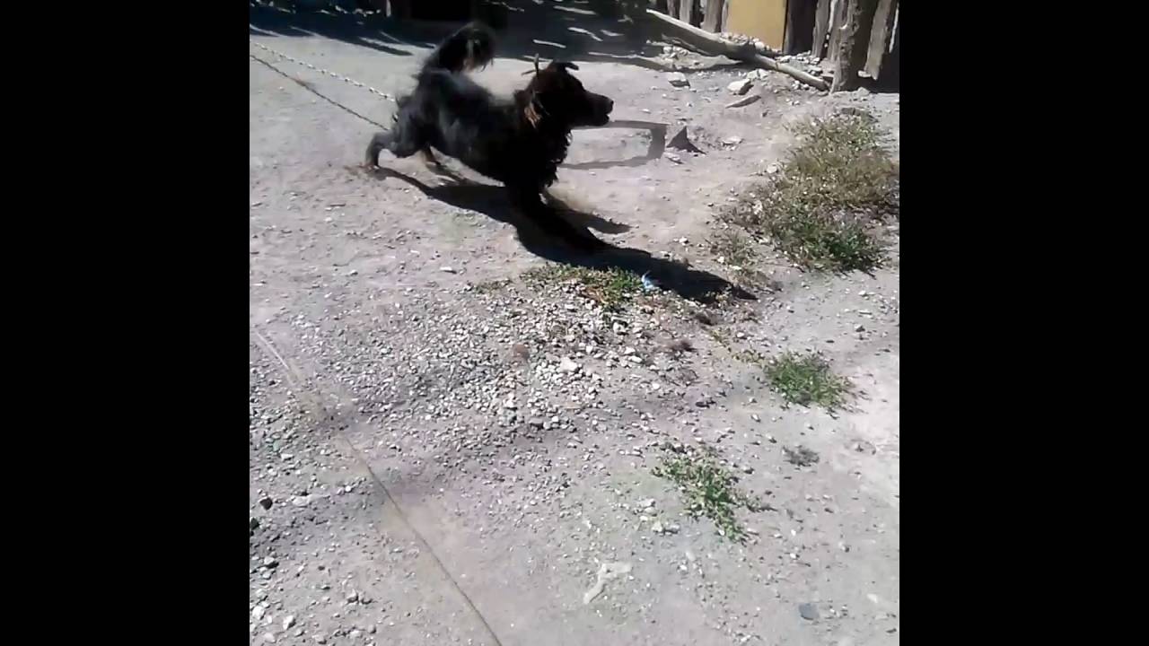 Аймшигт монгол нохой