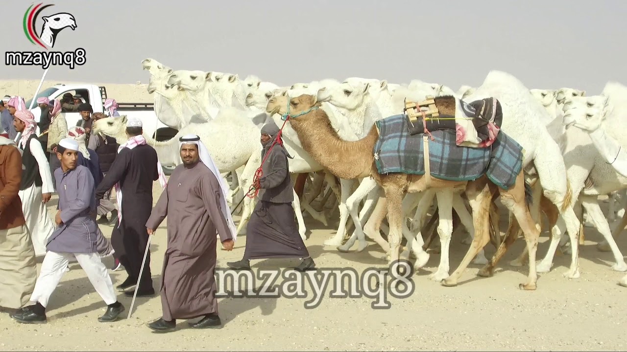 مسيرة الجلاديات ، منقية رجل الأعمال عليان عايض الجلادي