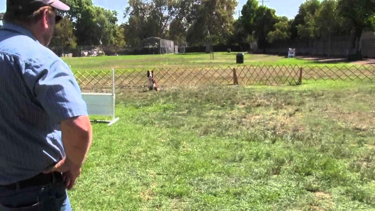 AKC Utility A Directed Jumping Part 1  (1st match)