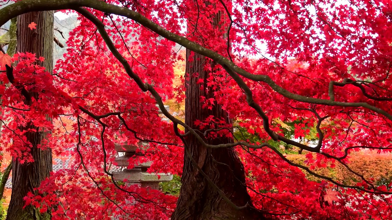 Red Maple Tree   Acer Rubrum   Video Loop