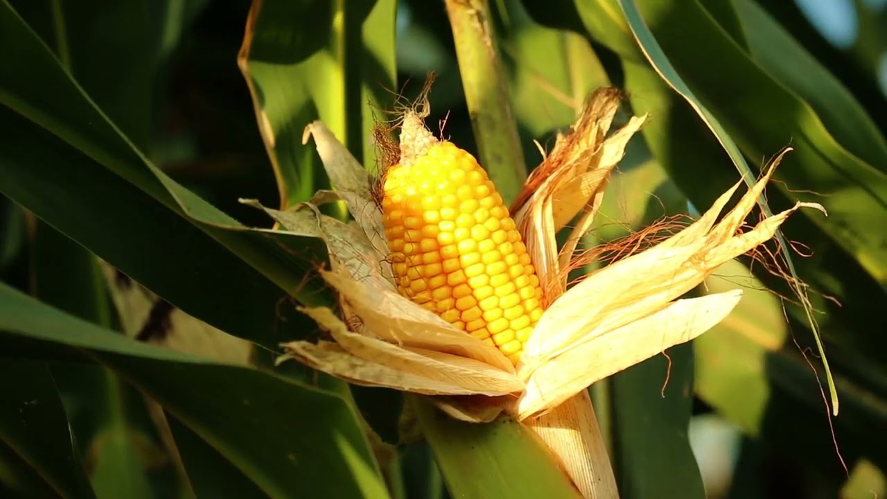 PowerCore Overcoming Economic Loss Caused by Above Ground Insects