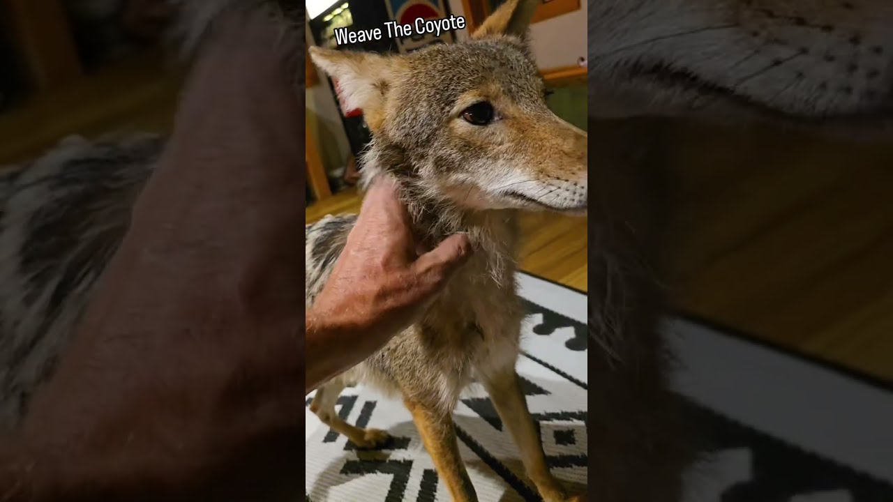 COYOTE vs. STORM! #weavethecoyote #wildlife #cute #animals #dog #puppy #pitbull #cat #kitten #love 