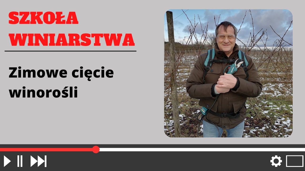 Zimowe cięcie winorośli - krok po kroku.