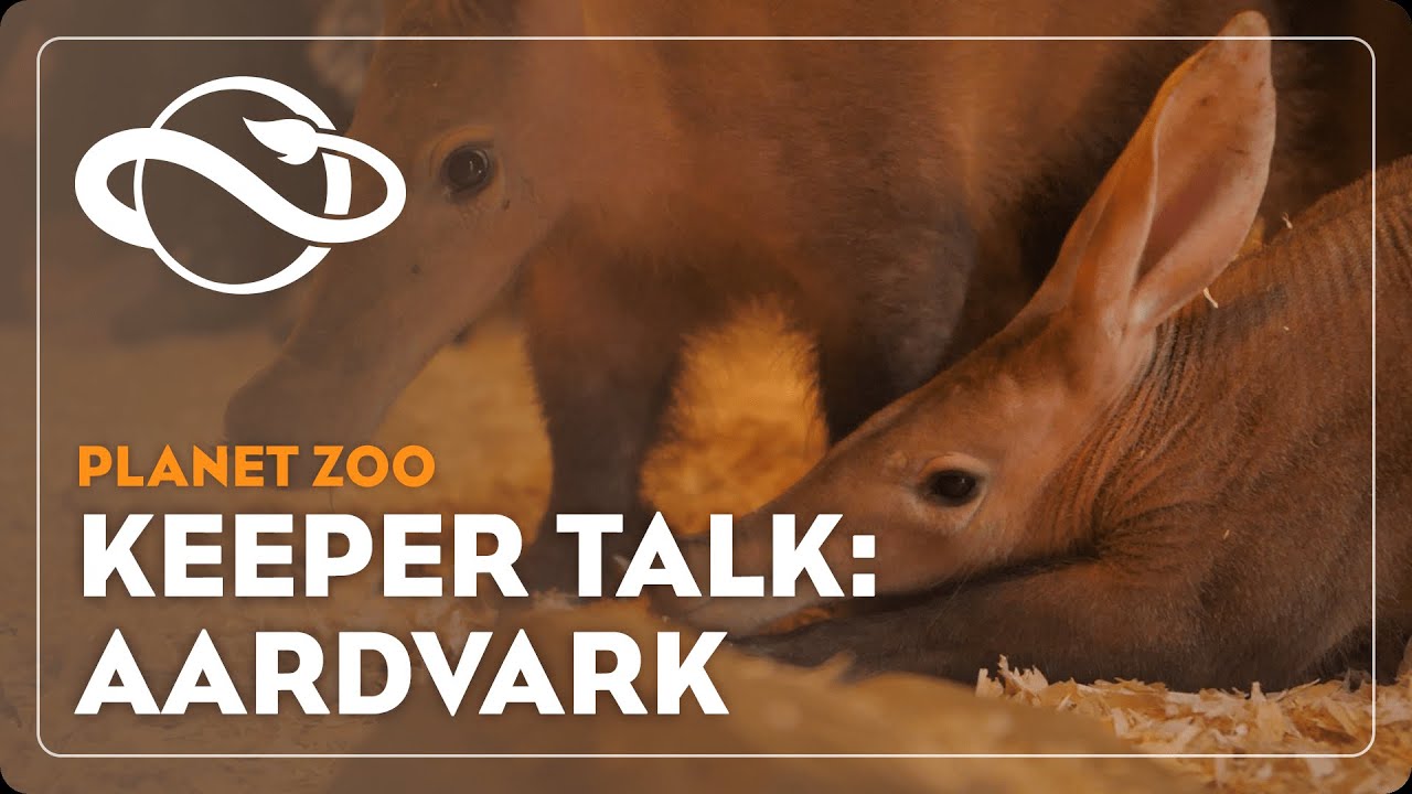 Planet Zoo | Keeper Talk | Aardvark
