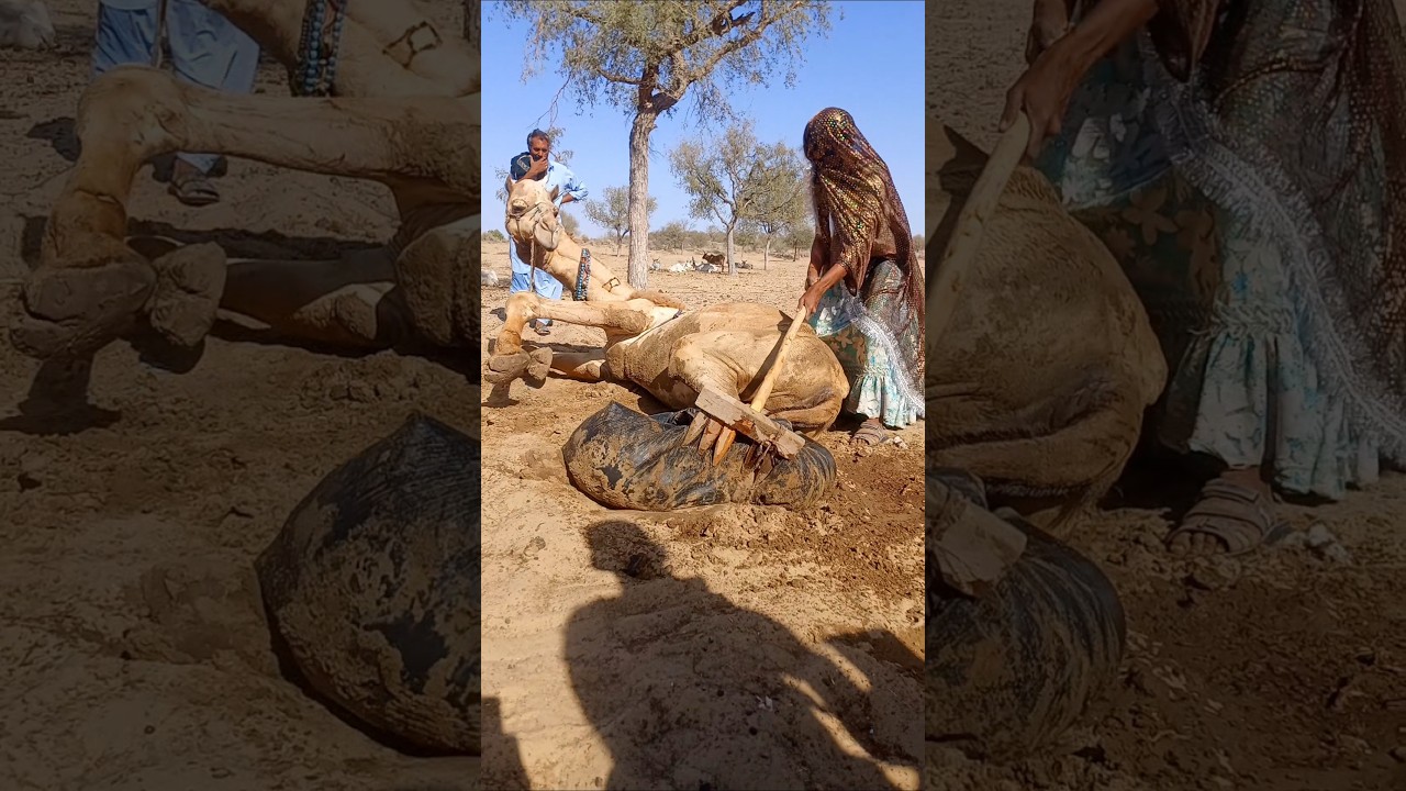 إنقاذ الناقة من كيس عالق برحمة وشجاعة