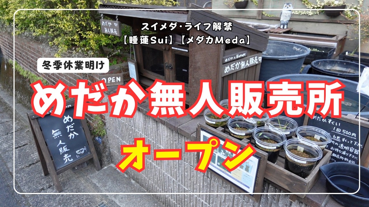 【冬季休業明け】お待たせしました！めだか無人販売所、ついに今年の営業を再開します。