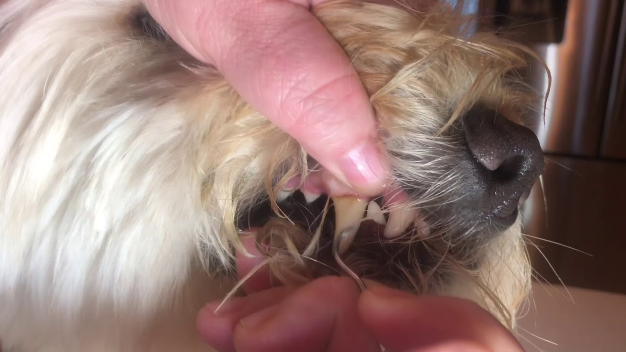 How to Brush Your Dog's Teeth and Scape off Tartar