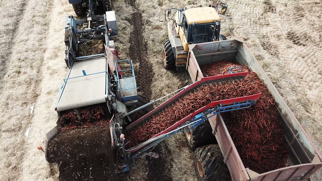 John Deere 7310R Harvesting Carrots w/ ASA-LIFT Harvester | BELL B25B Dump-Truck | DK Agriculture
