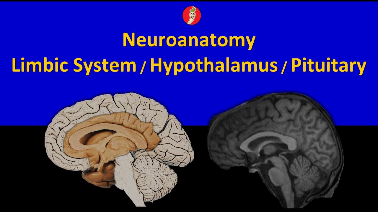 Neuroanatomy: Limbic System, Hypothalamus, and Pituitary Axis
