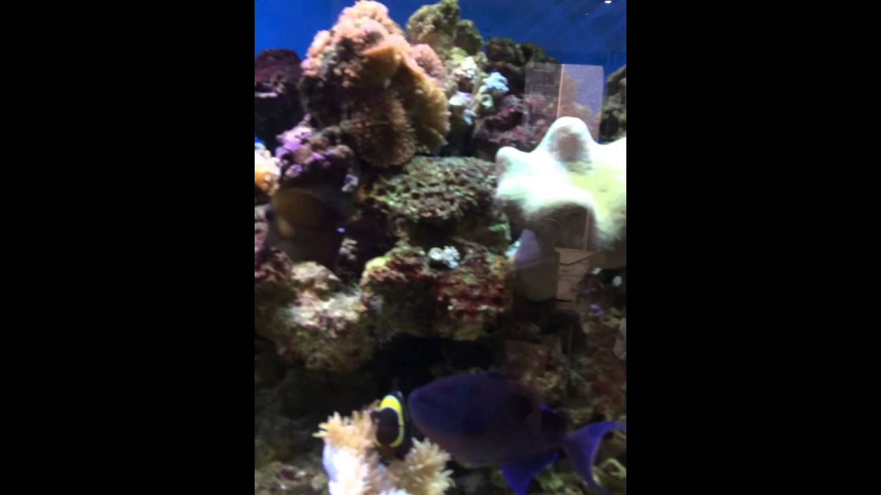 Natural sea water aquarium water change