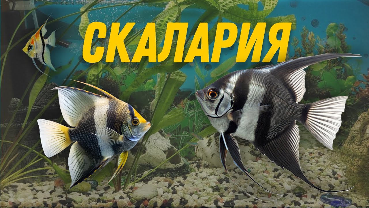 СКАЛАРИЯ - Отглеждане на Ангелска риба (Pterophyllum scalare) – Условия, Хранене и Размножаване