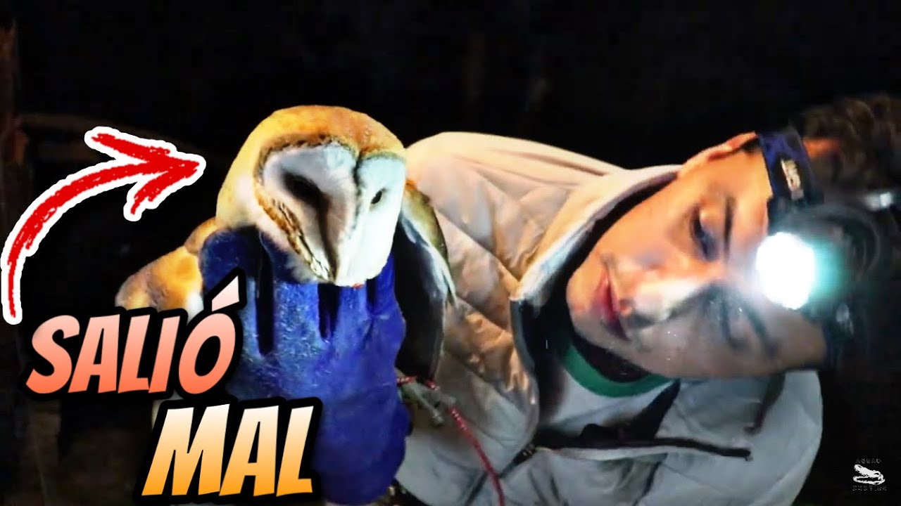 Rescate Animal!!! Rescaté Una Lechuza Y No Sobrevivió