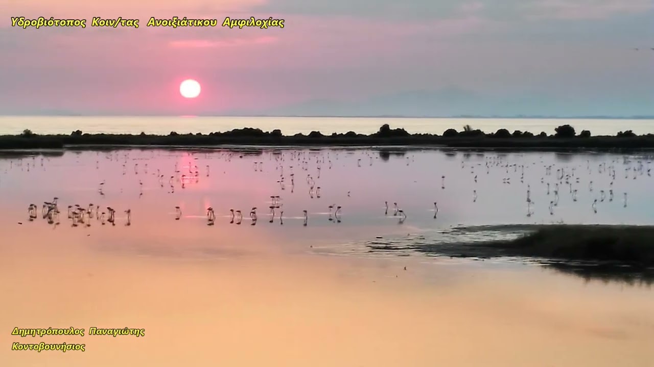 Ανοιξιάτικο  Αμβρακικού  κόλπου   ΑΜΦΙΛΟΧΙΑ  (  Flamingos και Ερωδιοί  Λευκοτσικνιάδες )
