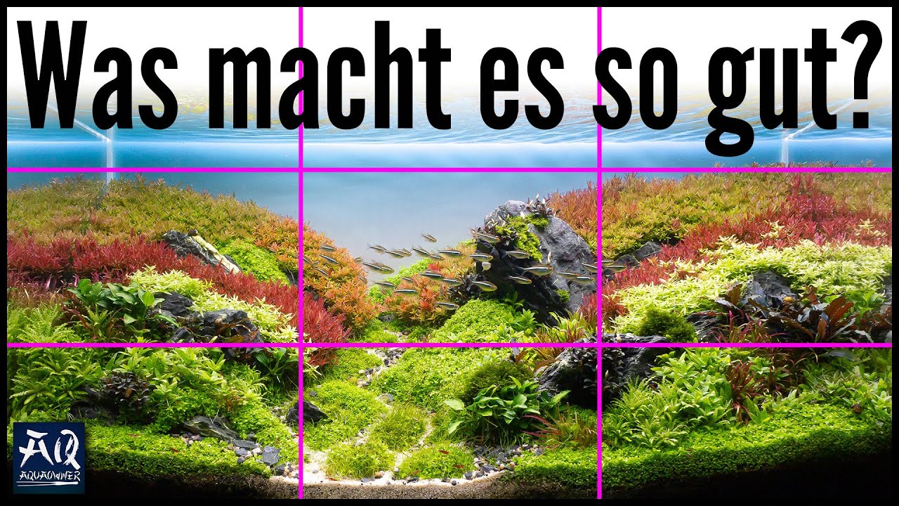 So werden deine Aquascapes noch besser! | AquaOwner