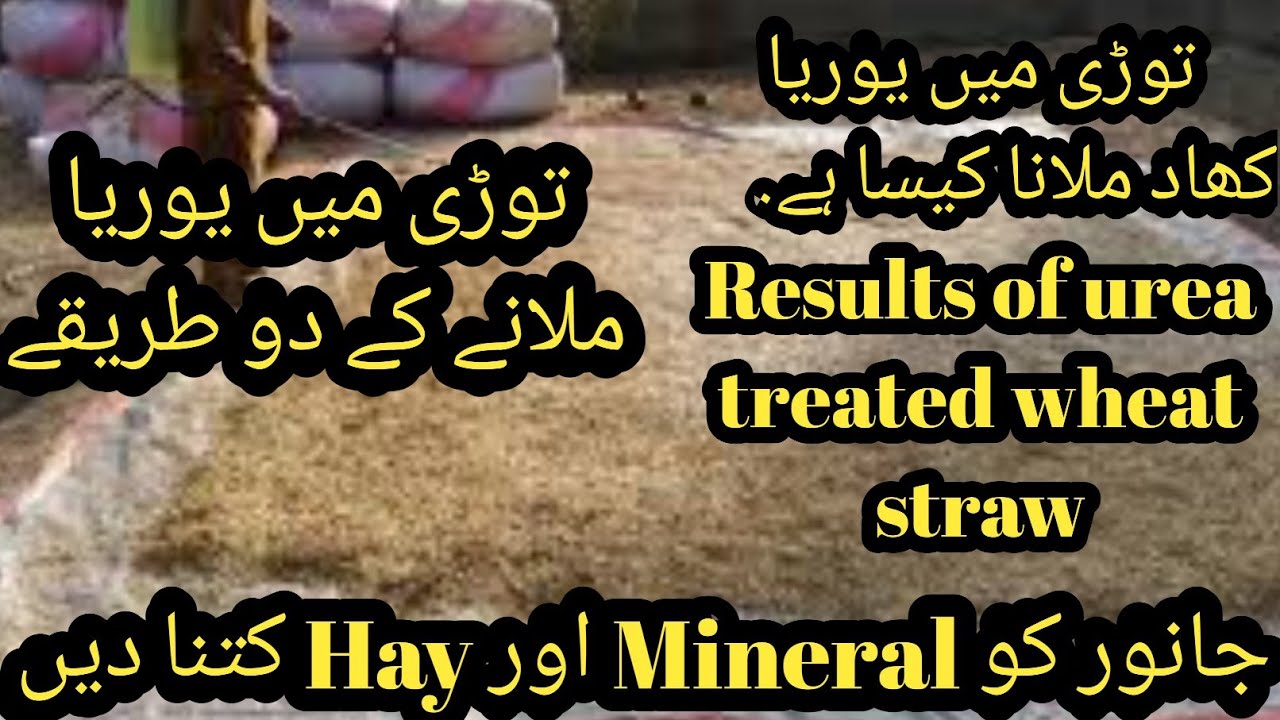 Tori aur urea khaad II Urea treated wheat Straw II Mineral Kitna dain II Cow ko hay kitna dain