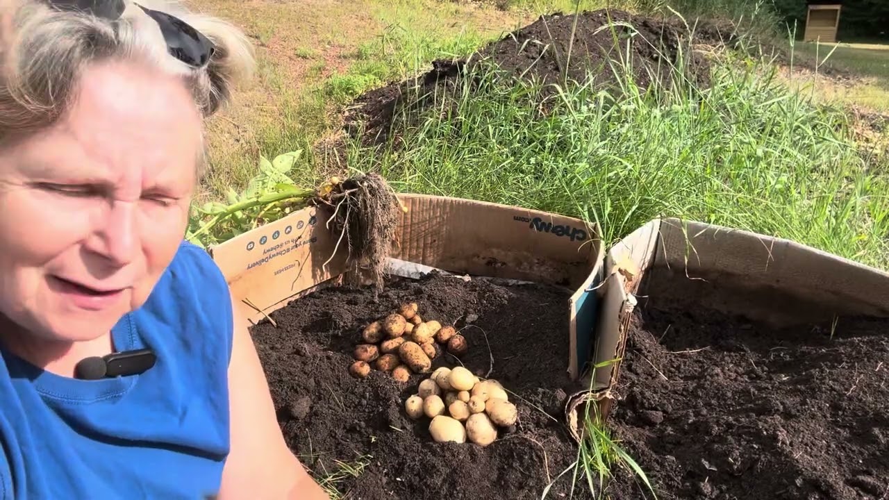 Growing Potatoes In A Box - The Dismal Truth