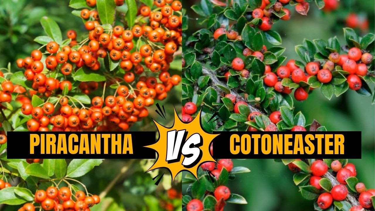 Cotoneaster vs Piracantha: Tips y diferencias clave
