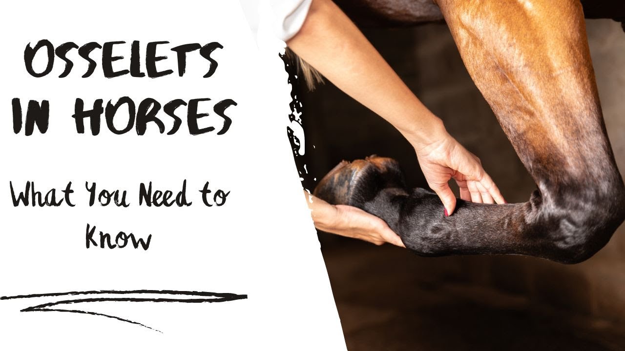Osselets in Horses: What You Need to Know