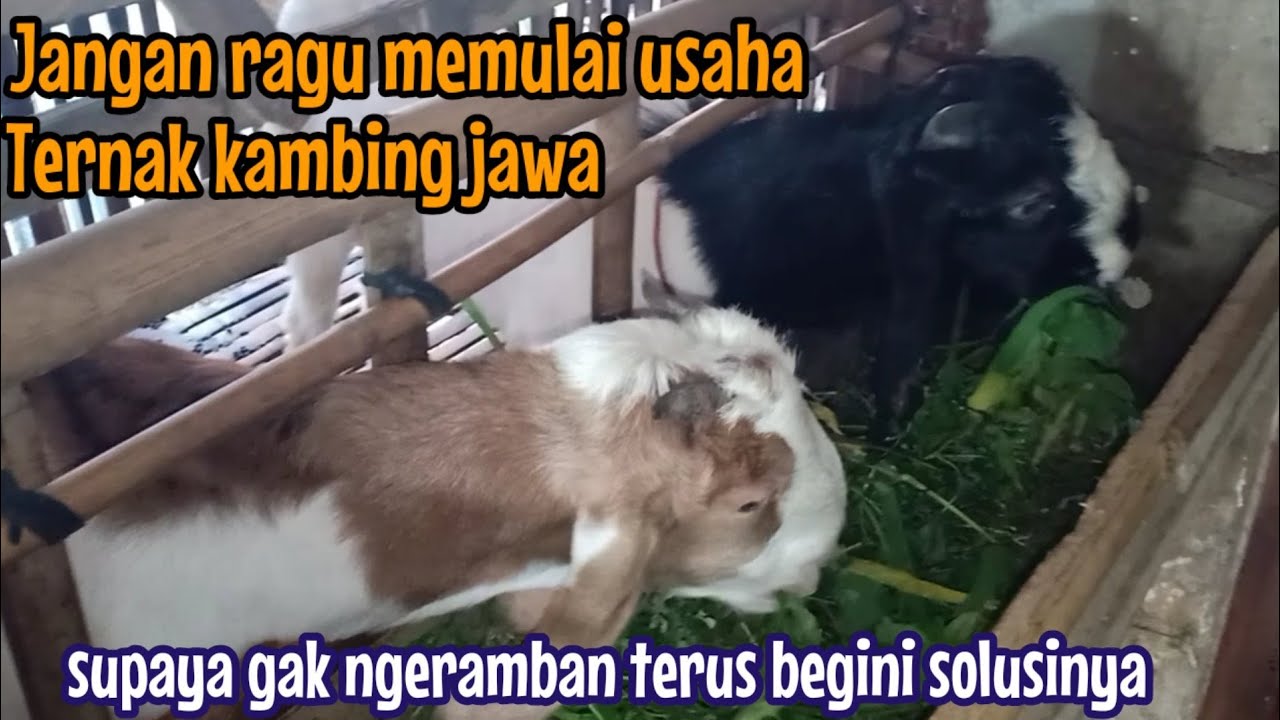 Solusi pakan ternak kambing jawa mudah dan banyak tersedia biar tidak ngeramban terus