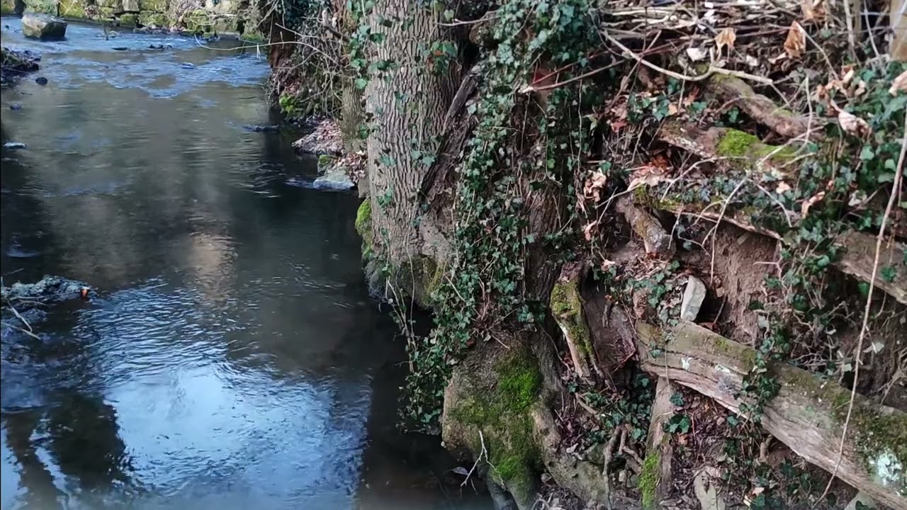 Gentle River & Birdsong Ambience Relaxing Nature Sounds for Sleep, Study & Stress Relief