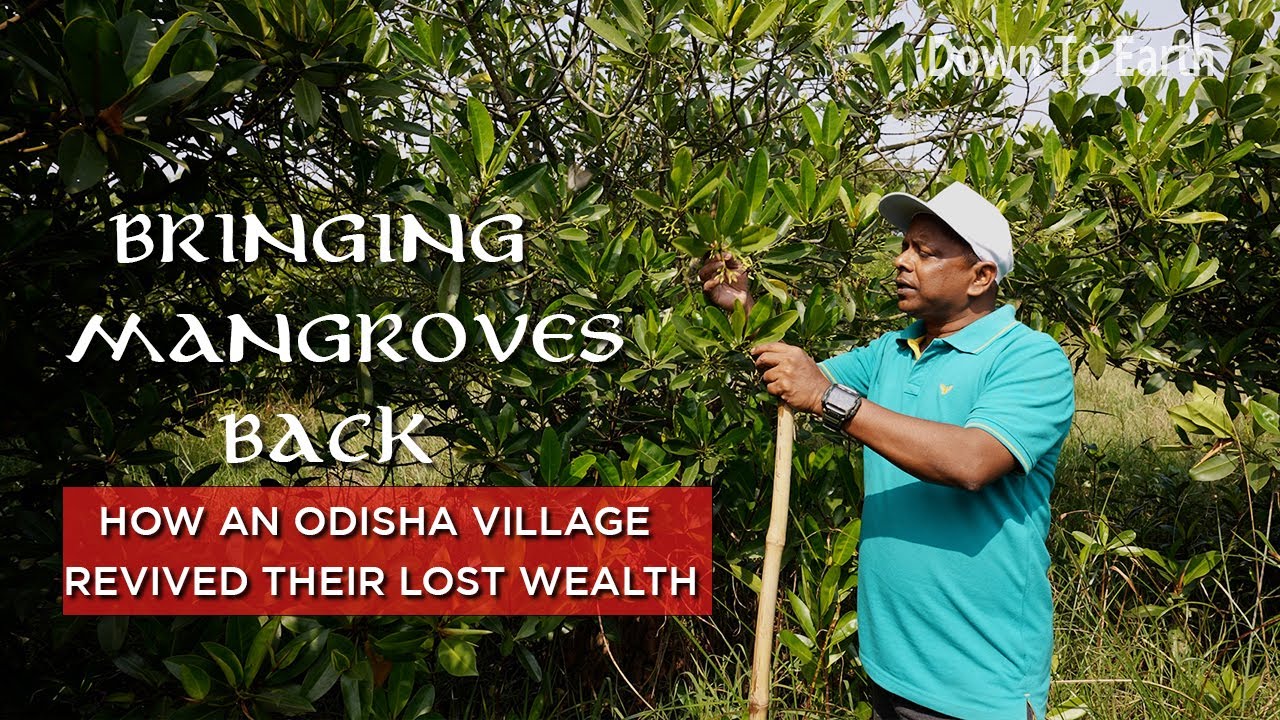 How an Odisha community revived a mangrove forest to protect their village from cyclones