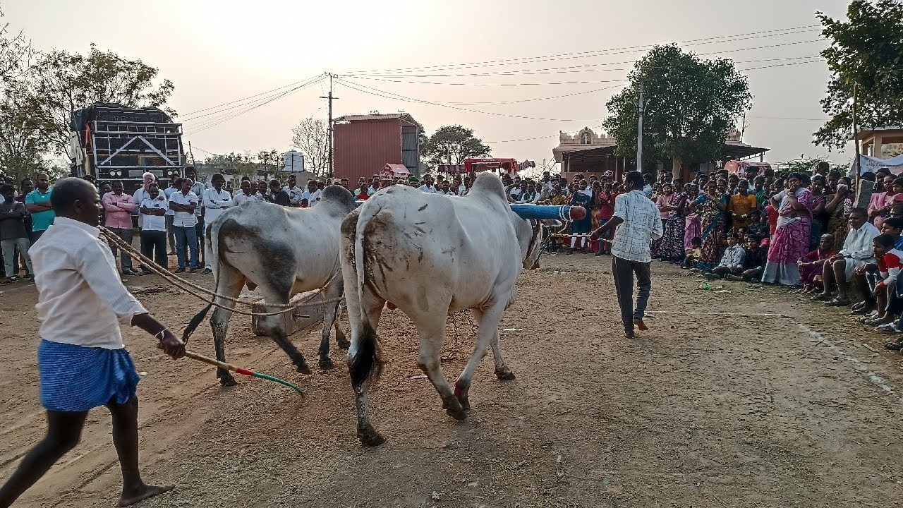 చుక్కాపూర్ సేద్యపు ఎద్దుల బండలాగుడు పోటీలు 9వ జత