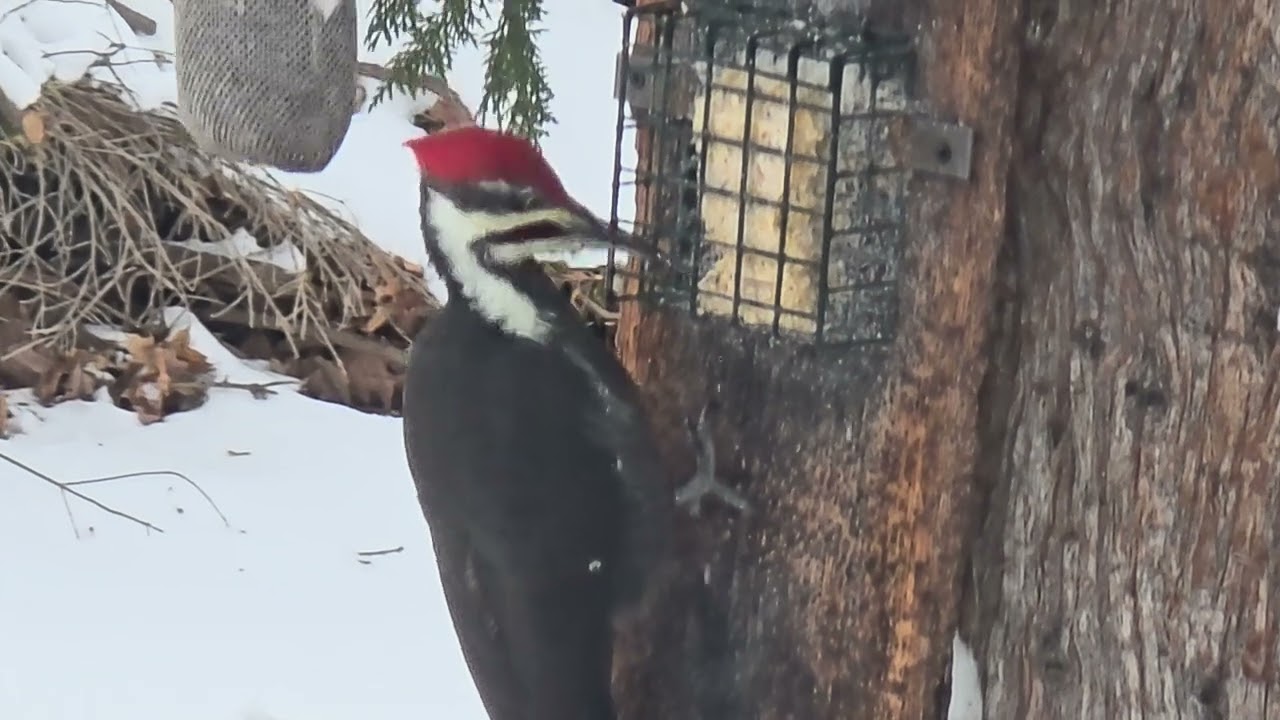 Hungry Pileated