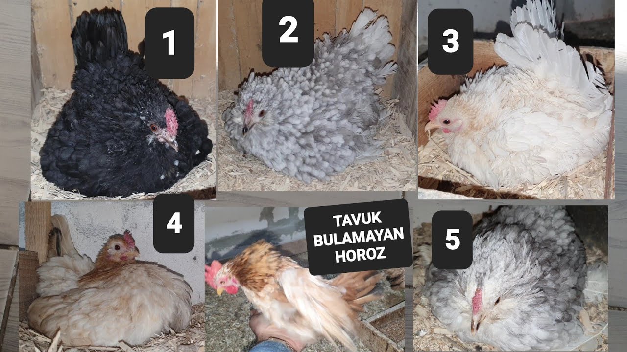 2025 MART AYI KULUÇKAYA 5 GURK TAVUK BASTIRDIM @Resul HOY #tavuk #gurk #güvercin #yumurta
