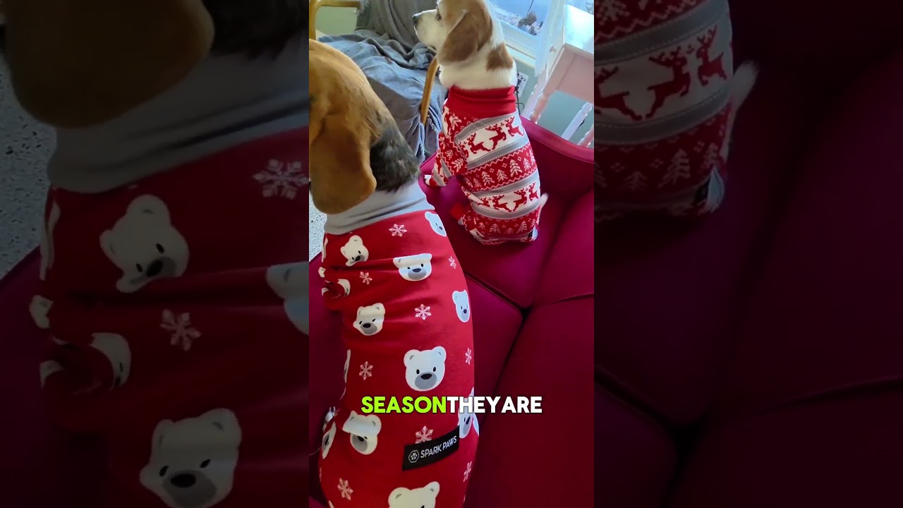 Are you ready for the holidays?  @SPARK PAWS can help!  